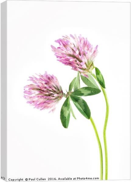 Red Clover on a white background. Canvas Print by Paul Cullen