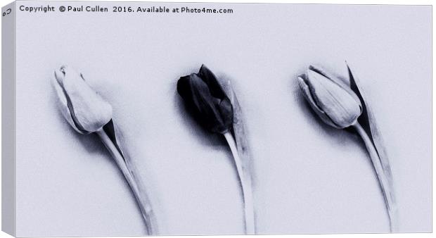 Three Tulips mono on a textured background Canvas Print by Paul Cullen