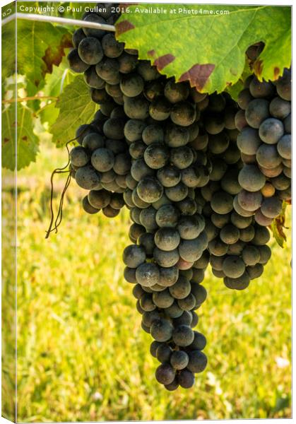 Large bunch of red wine grapes ready for harvest Canvas Print by Paul Cullen
