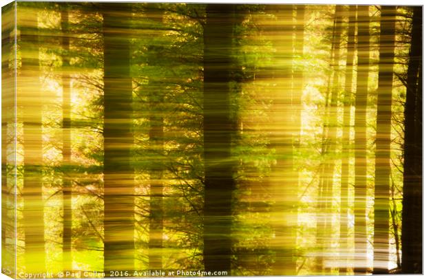 Conifer woods Canvas Print by Paul Cullen