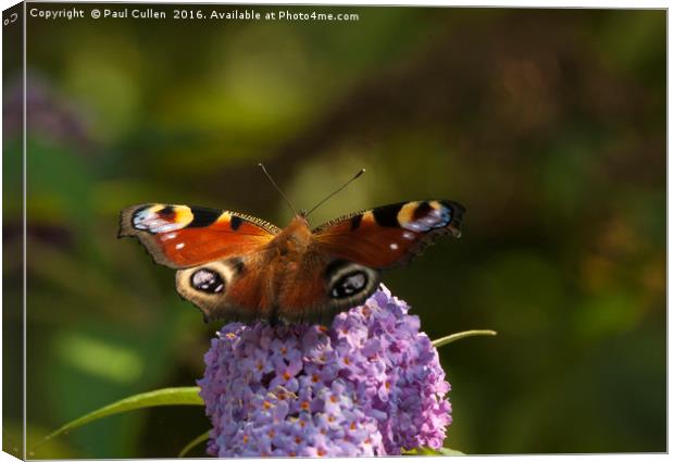 Peacock Butterfly Canvas Print by Paul Cullen