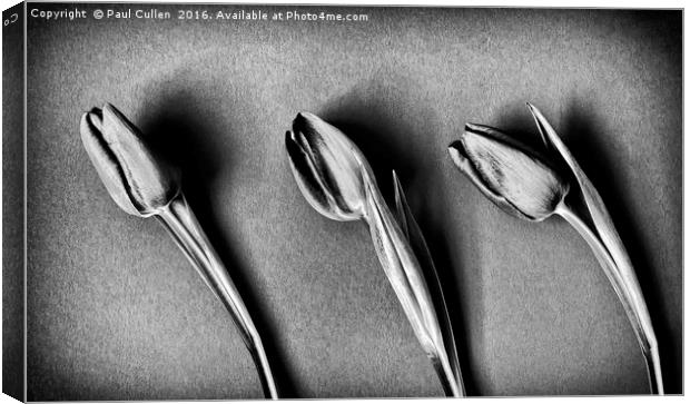 Three Tulips - monochrome Canvas Print by Paul Cullen
