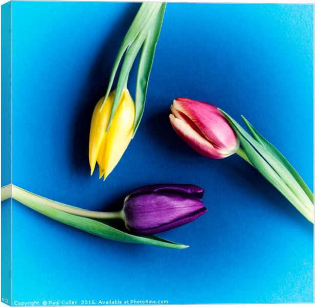 Three Tulips circular - colour Canvas Print by Paul Cullen