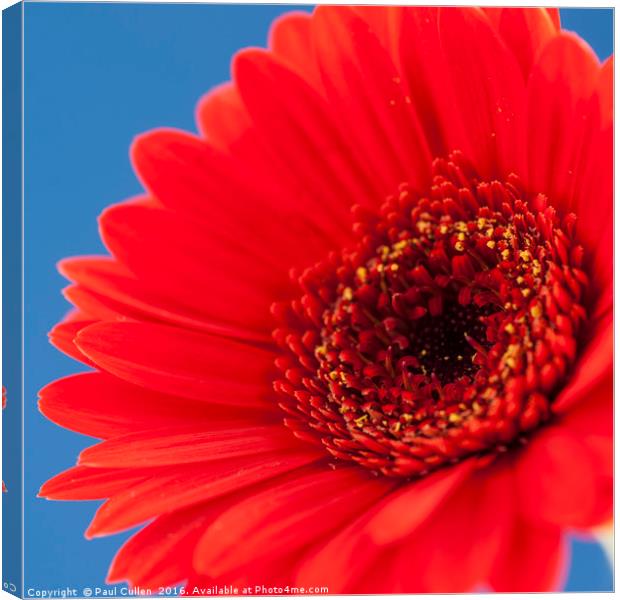 Red Gerbera on Blue - Square. Canvas Print by Paul Cullen