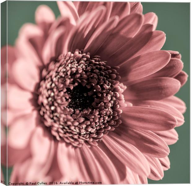 Gerbera in tones of pink and green - Square format Canvas Print by Paul Cullen