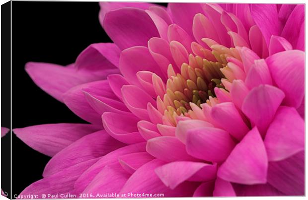 Chrysanthemum in pink. Canvas Print by Paul Cullen