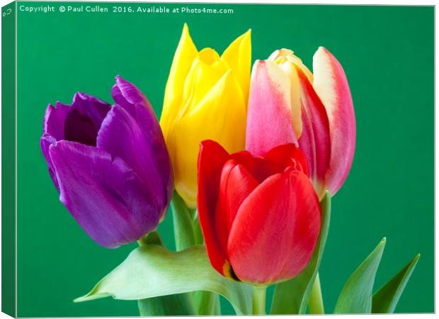 Four coloured Tulips on a green background. Canvas Print by Paul Cullen