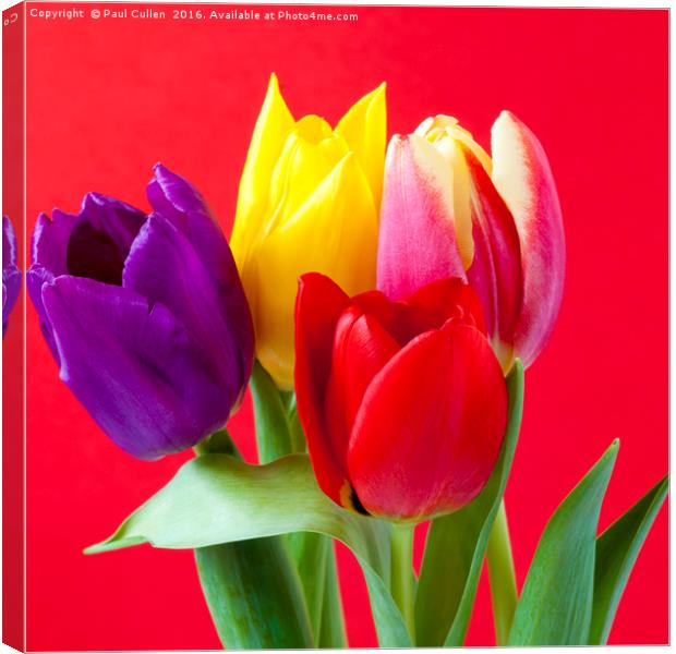 Four coloured Tulips on a red background. Canvas Print by Paul Cullen
