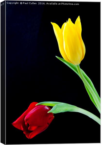 Two colourful Tulip flower heads Canvas Print by Paul Cullen