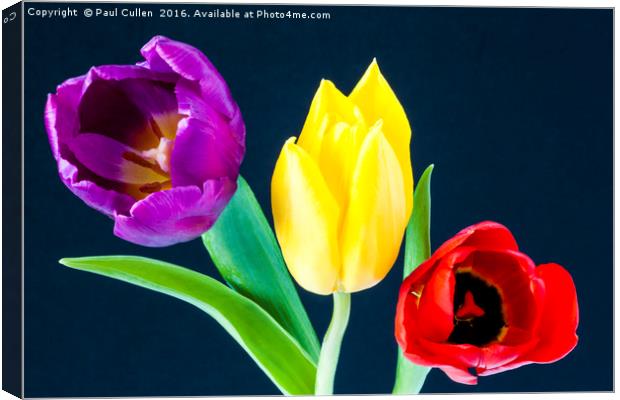 Three colourful Tulips on dark blue background Canvas Print by Paul Cullen