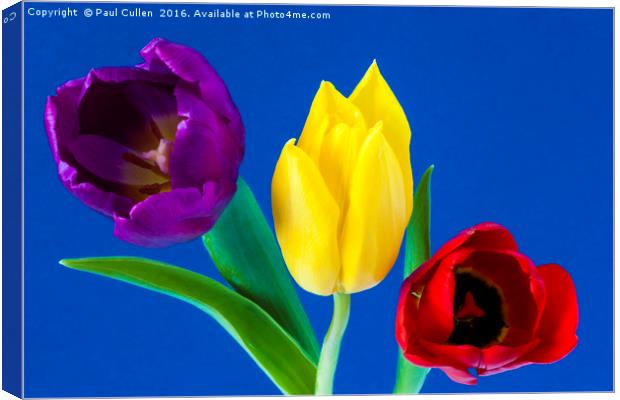 Three colourful Tulips on blue background Canvas Print by Paul Cullen