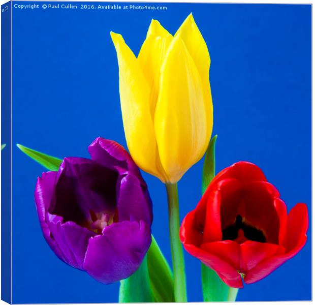 Three colourful Tulips on mottled blue background Canvas Print by Paul Cullen