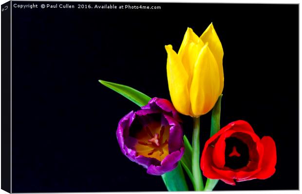Three colourful Tulips on Black Canvas Print by Paul Cullen