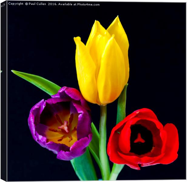 Three colourful Tulips on Black Canvas Print by Paul Cullen