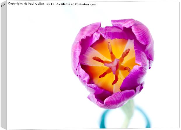 Purple Tulip - from the top Canvas Print by Paul Cullen