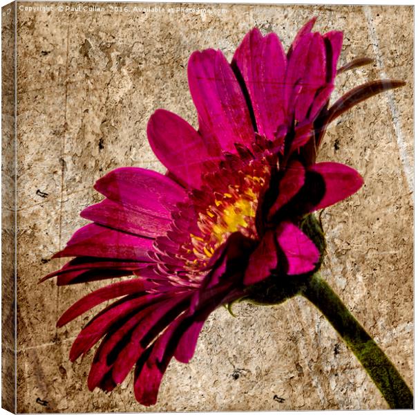 Grungy Gerbera on stone Canvas Print by Paul Cullen