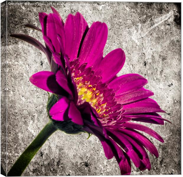 Gerbera on grey stone background. Canvas Print by Paul Cullen