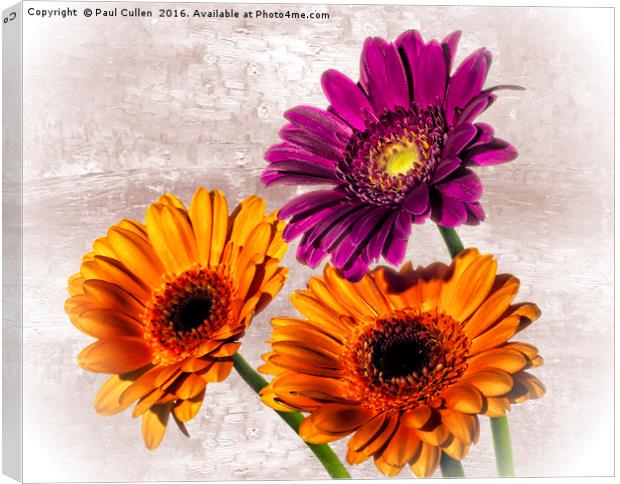Three Gerberas on an oil painted background Canvas Print by Paul Cullen
