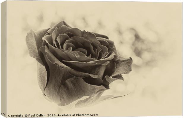 Rose on a green diffuse background Canvas Print by Paul Cullen