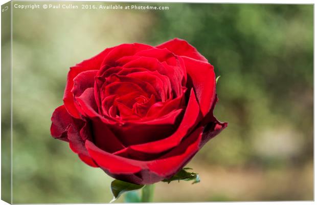 Red Rose on a green diffuse background Canvas Print by Paul Cullen