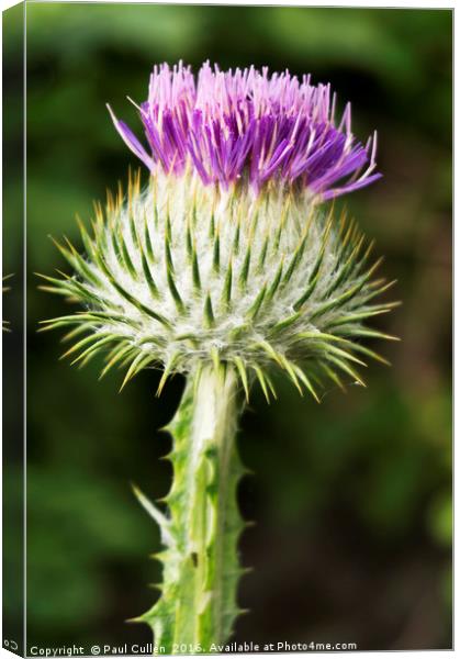 Thistle Canvas Print by Paul Cullen
