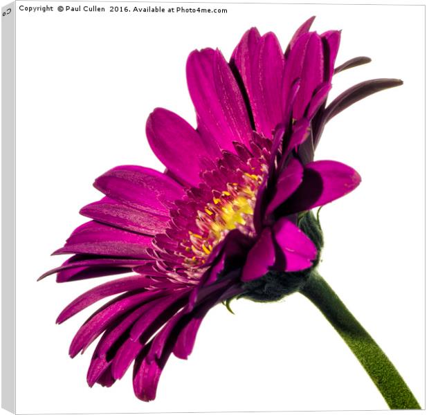 Dark pink Gerbera on White profile view. Canvas Print by Paul Cullen