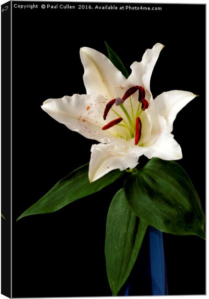 White Lily on Black. Canvas Print by Paul Cullen