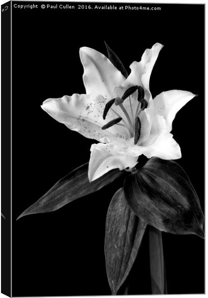 White Lily on Black - monochrome Canvas Print by Paul Cullen