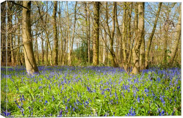 The Bluebell wood. Canvas Print by Paul Cullen