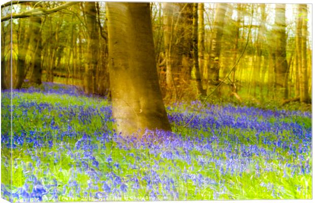 Impressionist Bluebell wood. Canvas Print by Paul Cullen