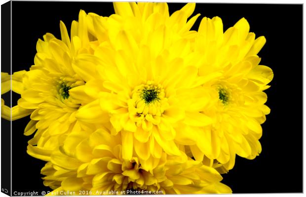 Yellow Chrysnthemums on a black background. Canvas Print by Paul Cullen