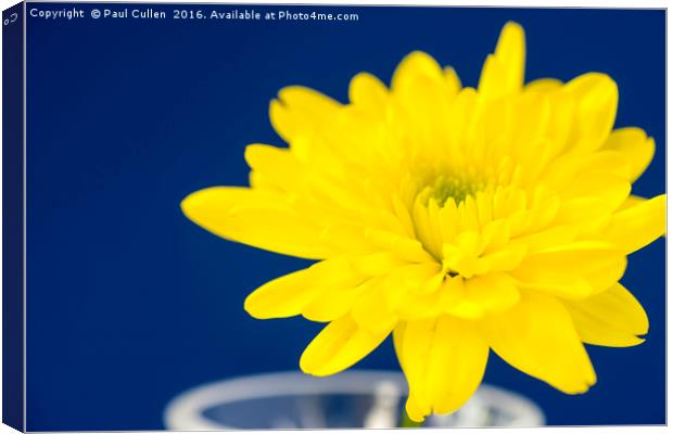 Yellow Chrysnthemum on a blue background. Canvas Print by Paul Cullen