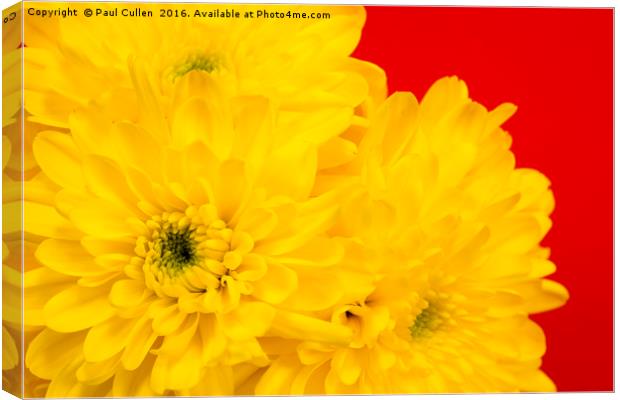 Yellow Chrysanthemums on a red background. Canvas Print by Paul Cullen