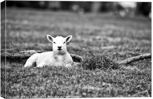 Lambsy in Landscape. Monochrome. Canvas Print by Paul Cullen