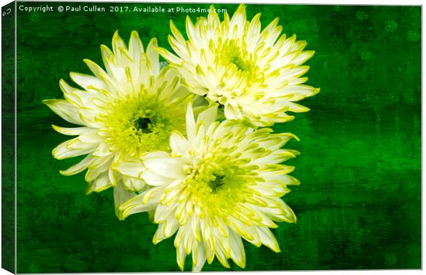 Yellow Chrysanthemums on a green background. Canvas Print by Paul Cullen