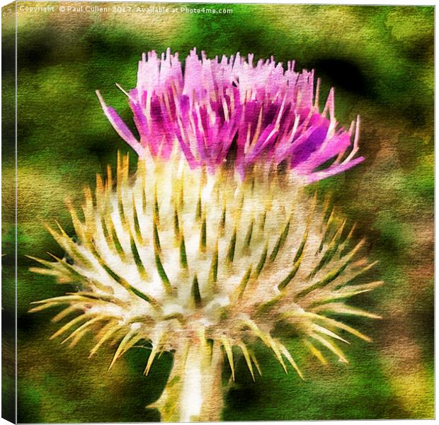 Thistle - The flower of Scotland watercolour effec Canvas Print by Paul Cullen