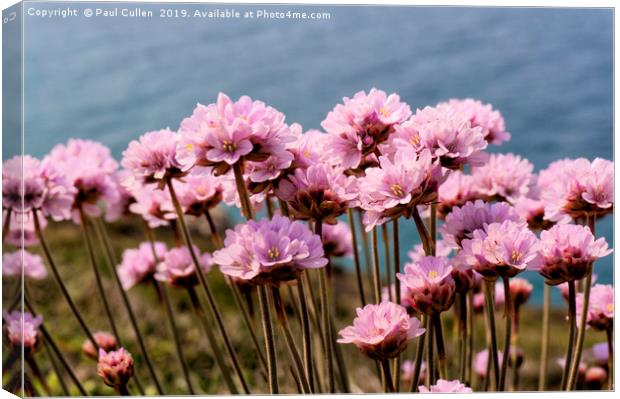 Sea Thrift Flowers Canvas Print by Paul Cullen