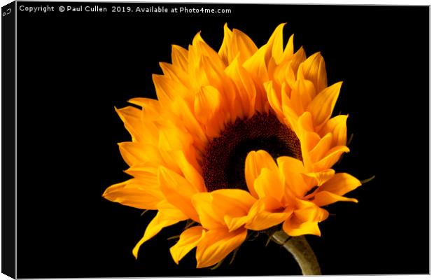 Sunflower  Canvas Print by Paul Cullen