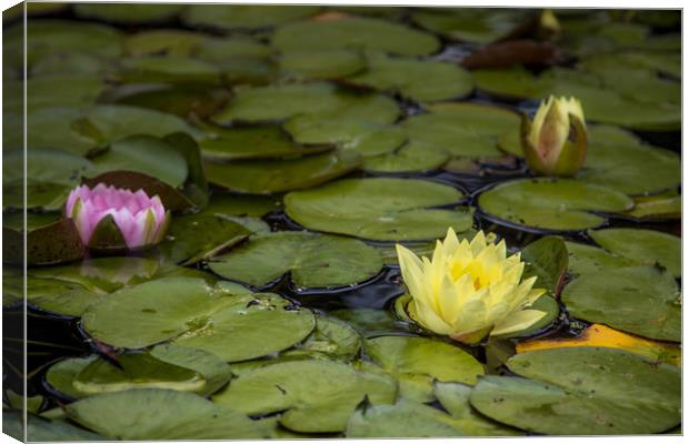 Water lily Canvas Print by Mick Sadler ARPS