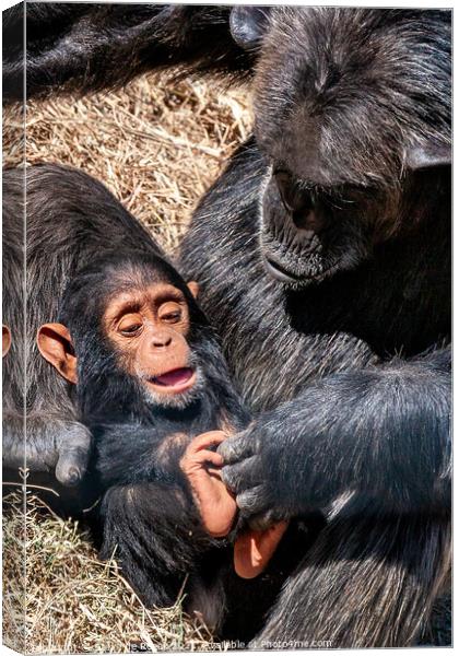 Mother Love Canvas Print by Steve de Roeck