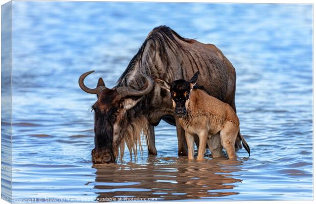 Wildebeest And Calf At Waterhole Canvas Print by Steve de Roeck
