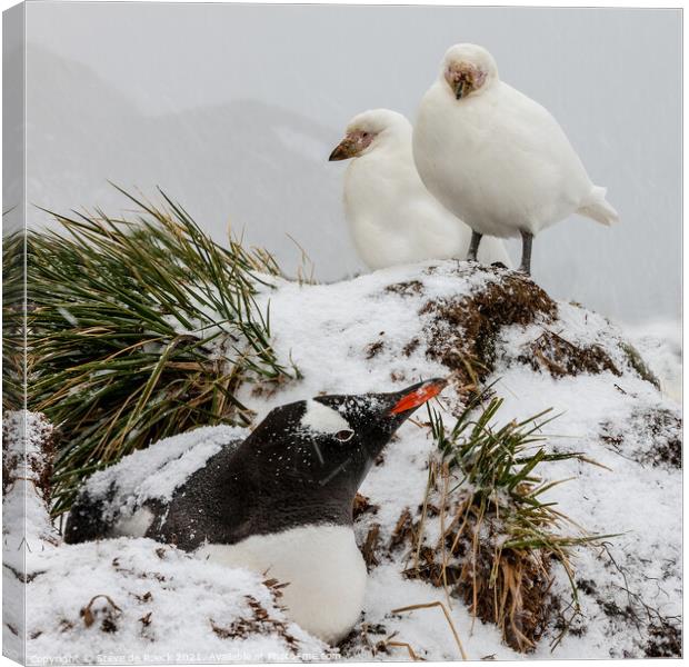 Sheathbills and Gentoo Penguin Canvas Print by Steve de Roeck