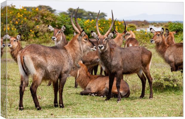 Small group of Defassa Waterbuck at rest. Canvas Print by Steve de Roeck