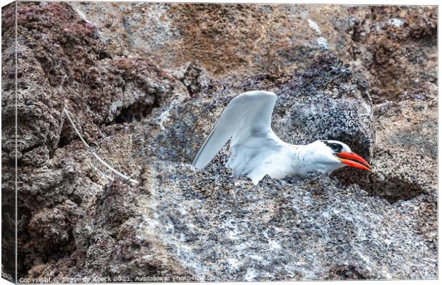 Red Billed Tropicbird about to take off. Canvas Print by Steve de Roeck
