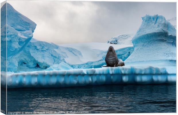 Grey Seal Defends His Territory Canvas Print by Steve de Roeck