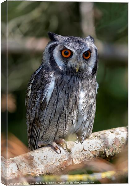 Southern White Faced Owl Canvas Print by Steve de Roeck