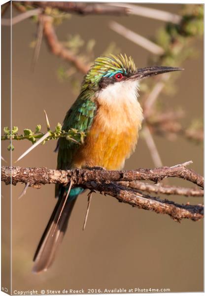 Bee Eater In A Thorn tree Canvas Print by Steve de Roeck