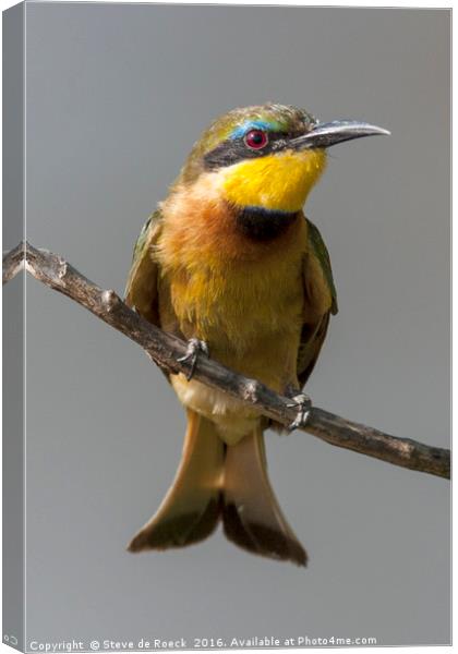 African Bee Eater Canvas Print by Steve de Roeck