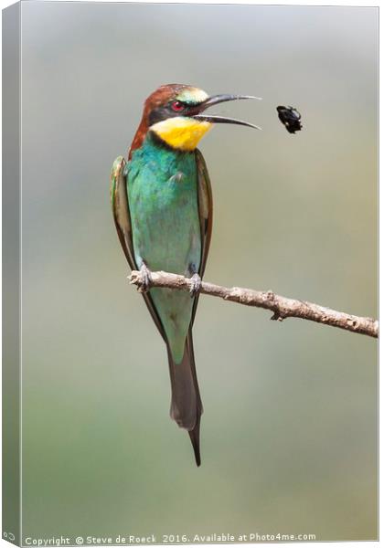 Eurasian Bee Eater With Bee Canvas Print by Steve de Roeck