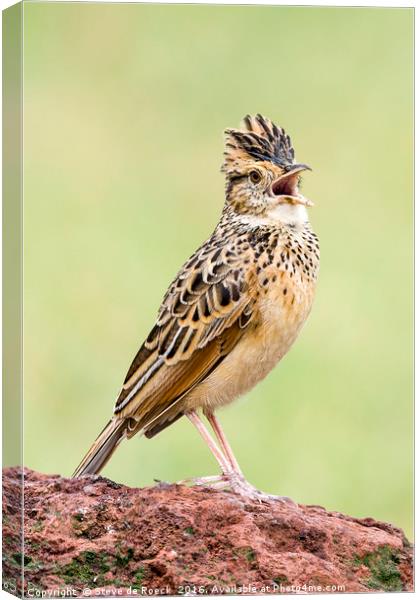 Singing For His Supper; Crested Lark Canvas Print by Steve de Roeck
